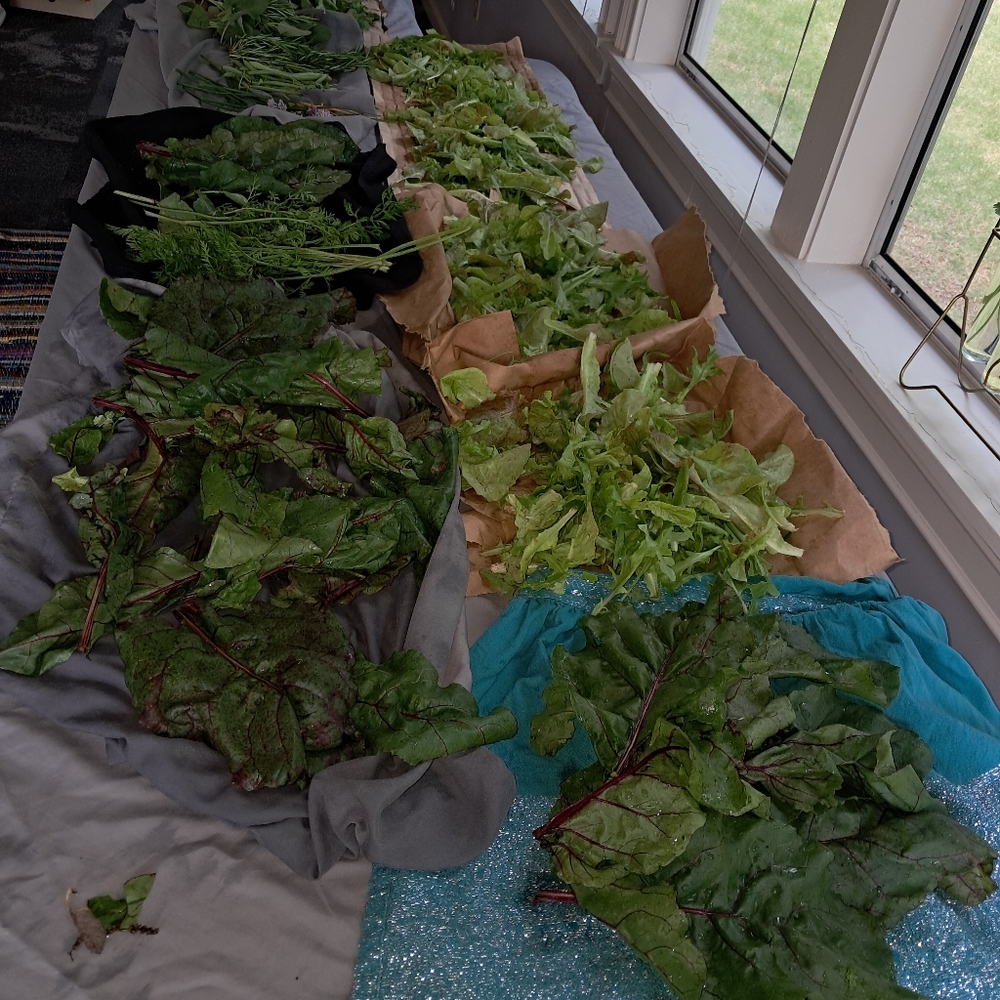 Garden DONATION Non GMO Seeds And  gift for your support. - Picture 6 of 16